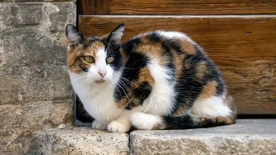 Best Pet Insurance for Cats: 7 Providers Ranked for 2026