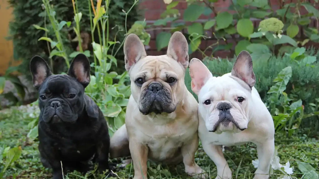 Best Pet Insurance for French Bulldogs: 6 Plans Compared