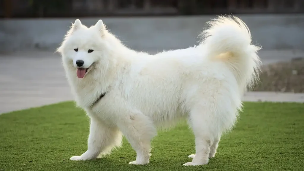 Can You Insure a 12 Year Old Dog? Options for Very Senior Pets
