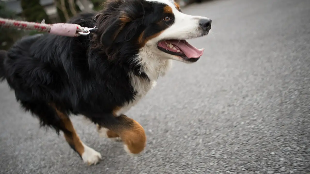 Cheapest Pet Insurance Plans That Are Actually Worth Buying