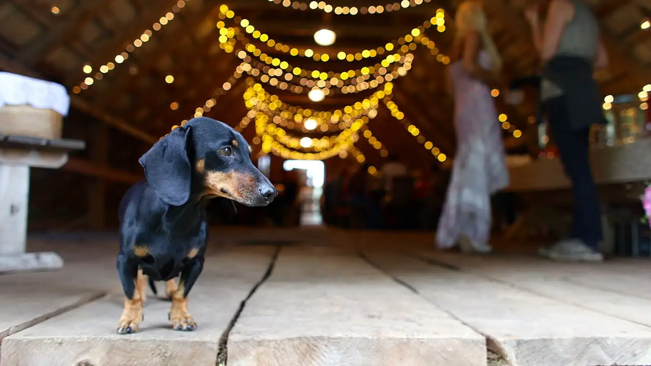 Dachshund Pet Insurance: IVDD Coverage Every Owner Should Understand