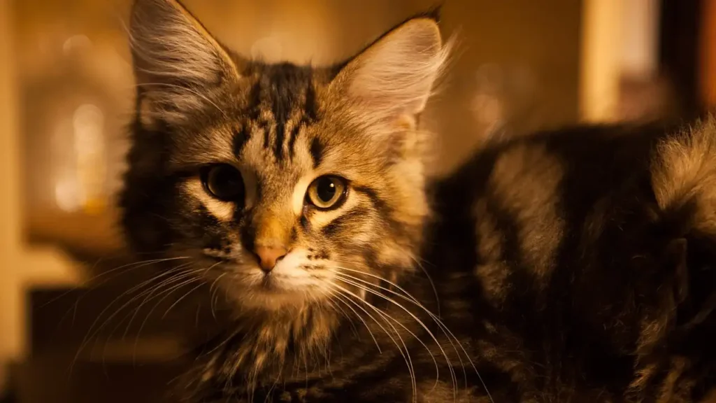 Do Indoor Cats Need Pet Insurance? A Cost Benefit Look