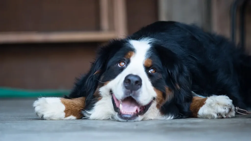 Do Pet Insurance Premiums Go Up Every Year? Renewal Increases Explained
