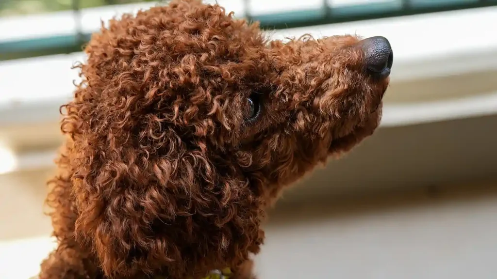 Do Poodles Need Pet Insurance? Cost and Common Health Issues