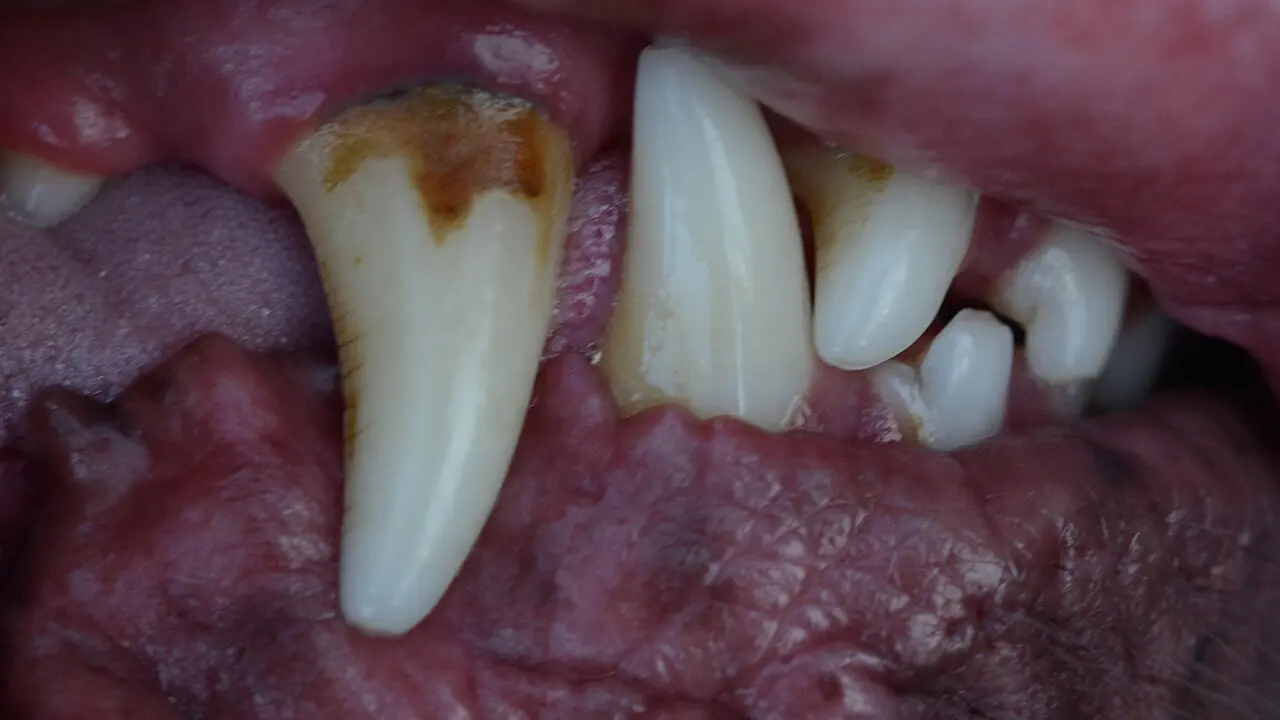 Does Pet Insurance Cover Dental Cleanings? Routine vs Medical Dental