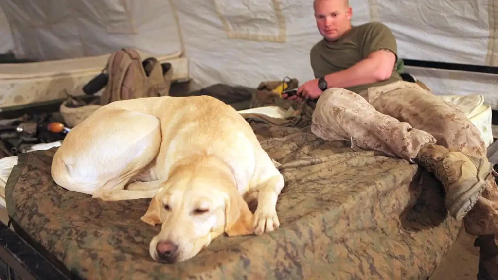 Does Pet Insurance Cover Euthanasia and Cremation? End of Life Benefits