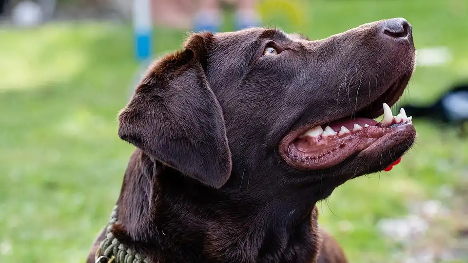 Does Pet Insurance Cover Hip Dysplasia? The Fine Print Explained