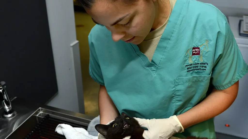 Does Pet Insurance Cover MRI Scans? Diagnostic Coverage Explained