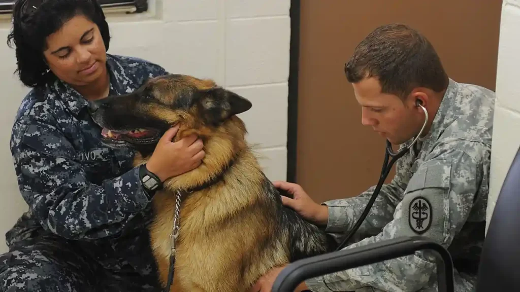 Does Pet Insurance Cover Pre-Existing Conditions After a Waiting Period?