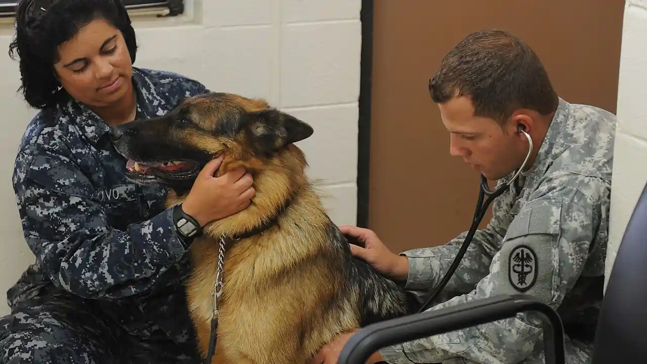 Does Pet Insurance Cover Pre-Existing Conditions After a Waiting Period?