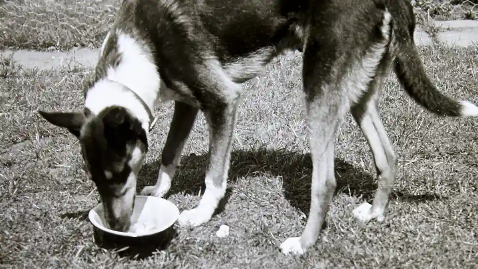 Does Pet Insurance Cover Prescription Food? When Diet Counts as Treatment