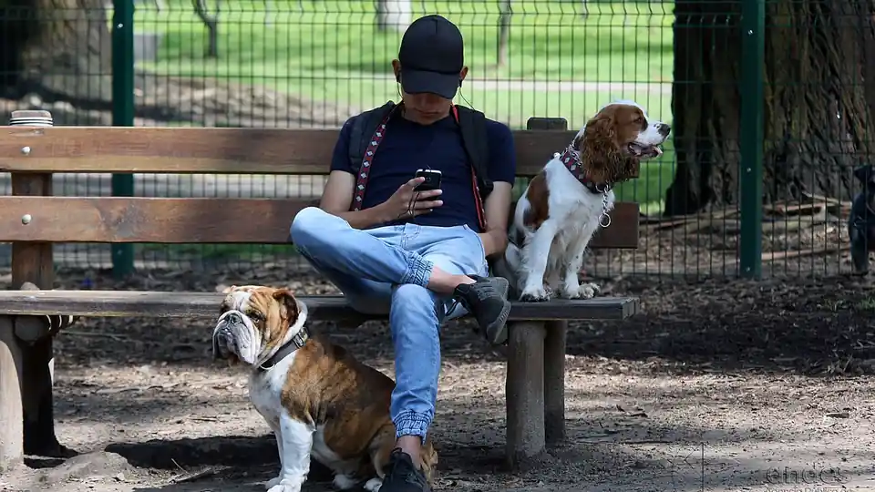 How Much Is Insurance for an English Bulldog? Monthly Cost Guide