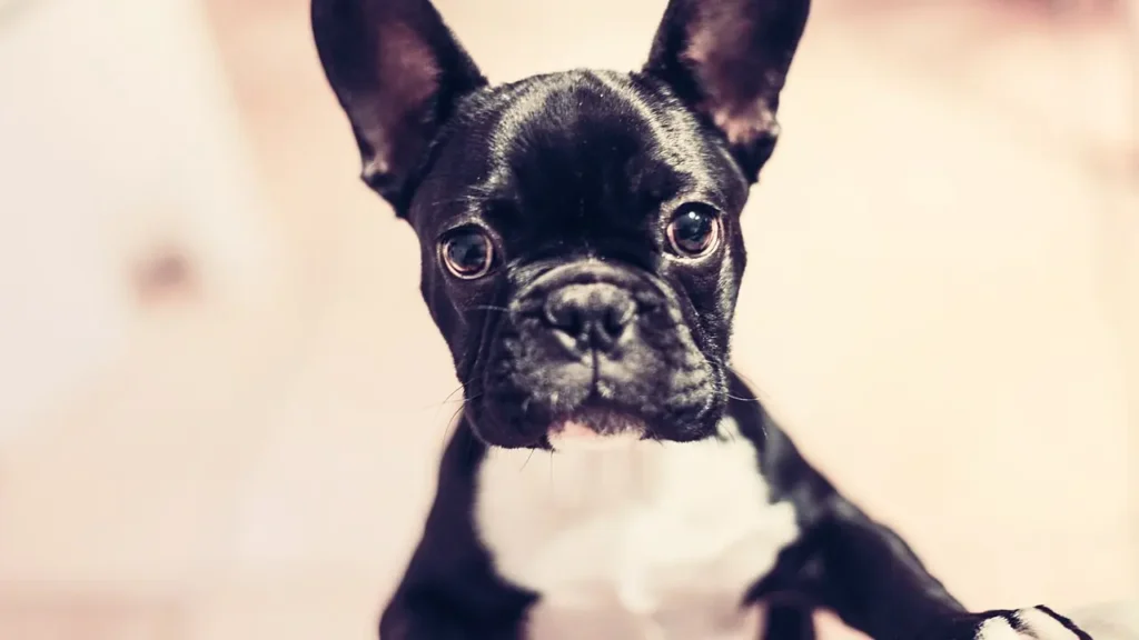 French Bulldog Insurance Cost: Why This Breed Costs More to Insure