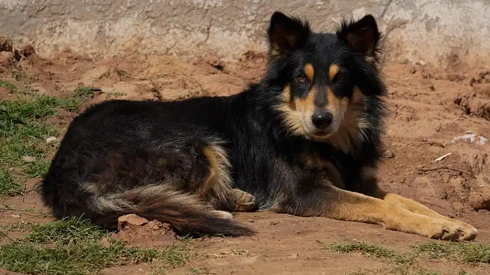 German Shepherd Pet Insurance: What to Know About Hip Dysplasia Coverage
