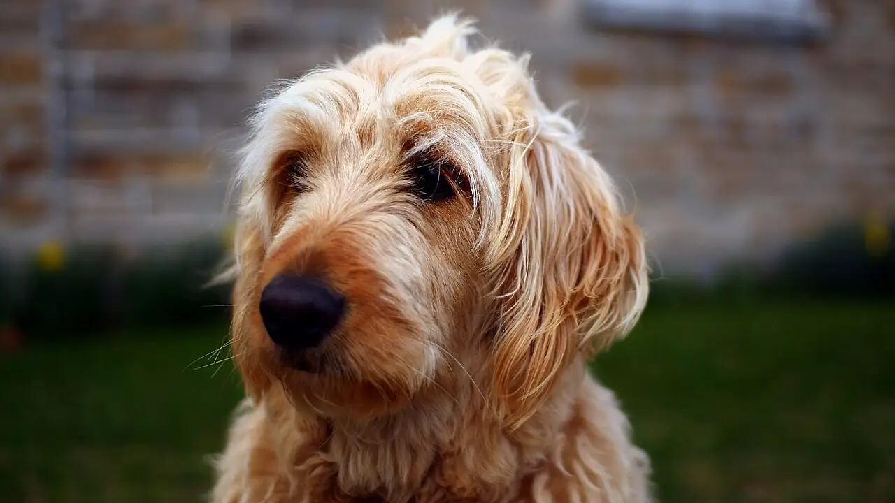 Goldendoodle Insurance Guide: Costs, Allergies, and Best Providers