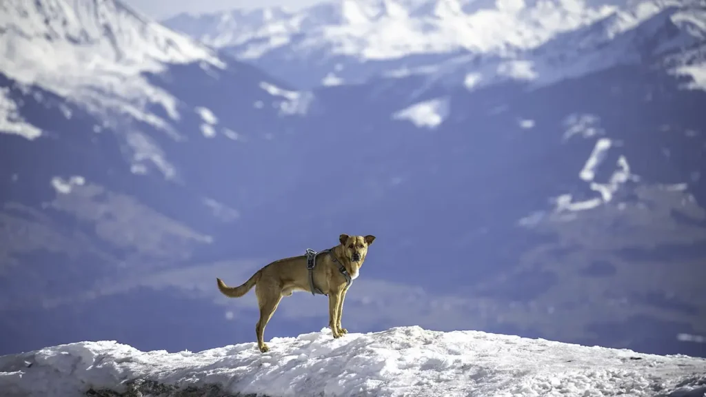 Best pet insurance companies compared for 2026