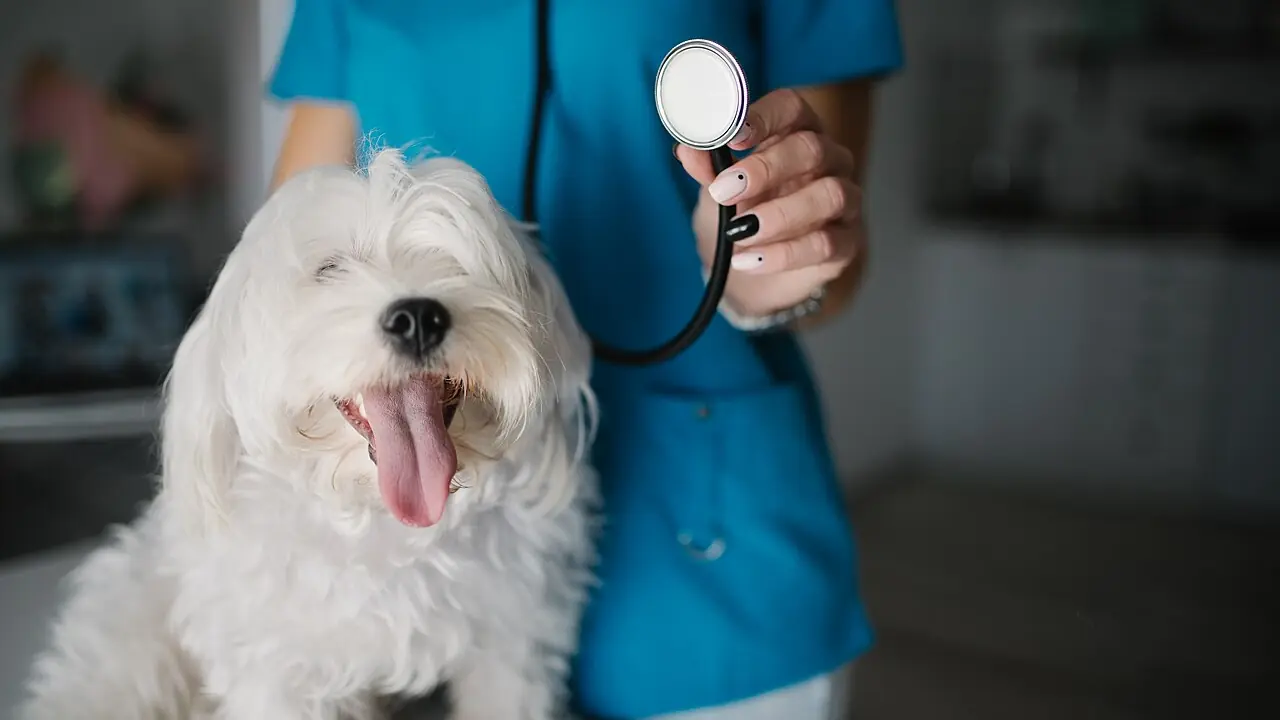 How to File a Pet Insurance Claim: Step by Step With Photos