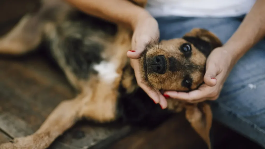 Pet insurance vs saving money comparison