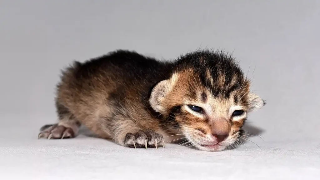 Kitten Insurance: When to Enroll and What It Costs