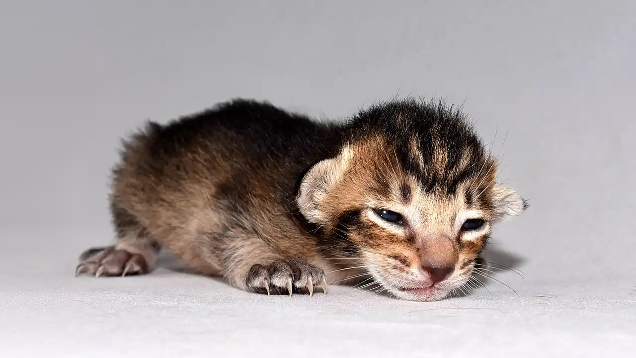 Kitten Insurance: When to Enroll and What It Costs