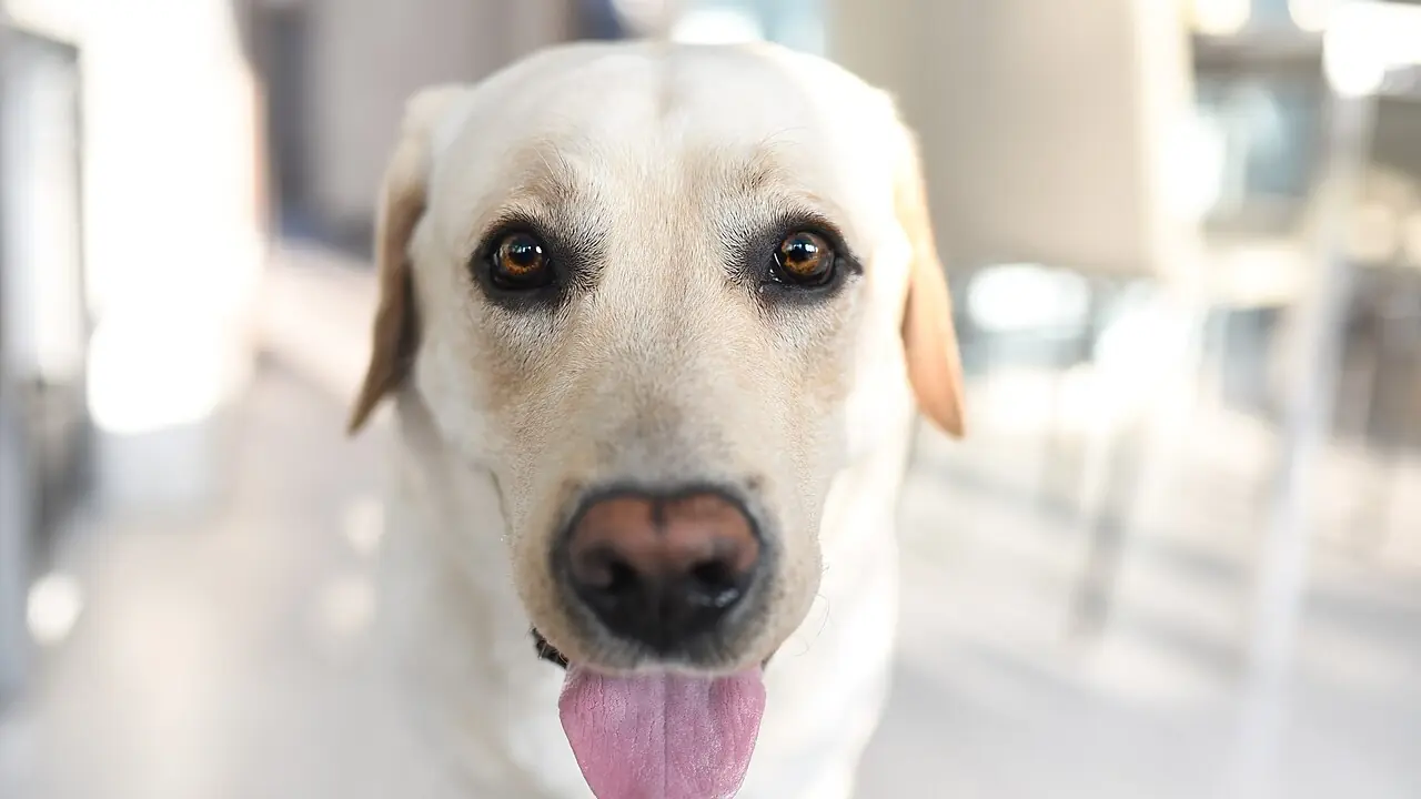 Labrador Insurance Cost: Why Labs Are Cheaper to Insure Than You Think