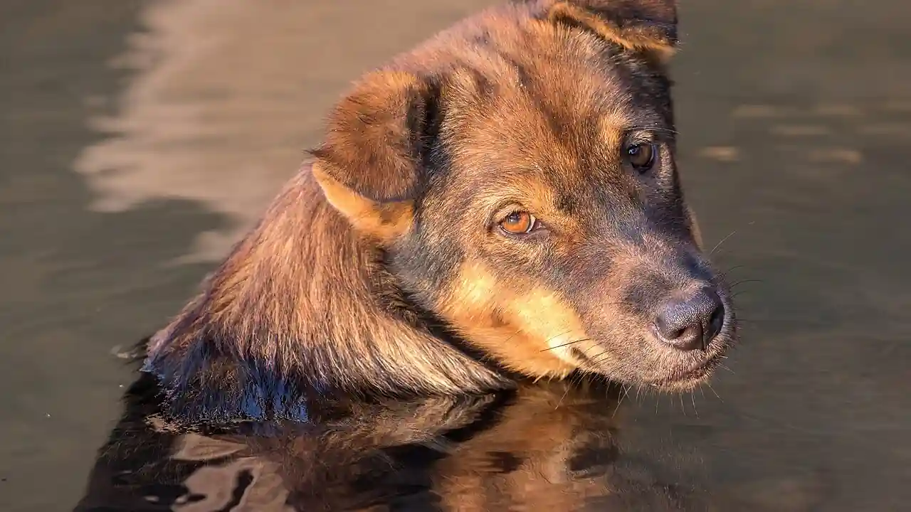 Pet Insurance for Chronic Conditions: How Lifetime Coverage Works