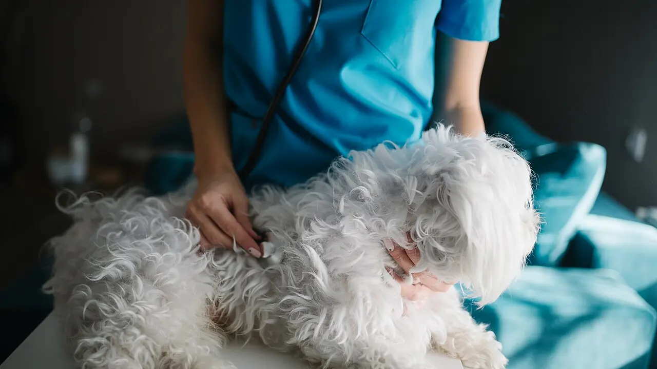 Pet Insurance That Covers Pre-Existing Conditions: What Actually Exists