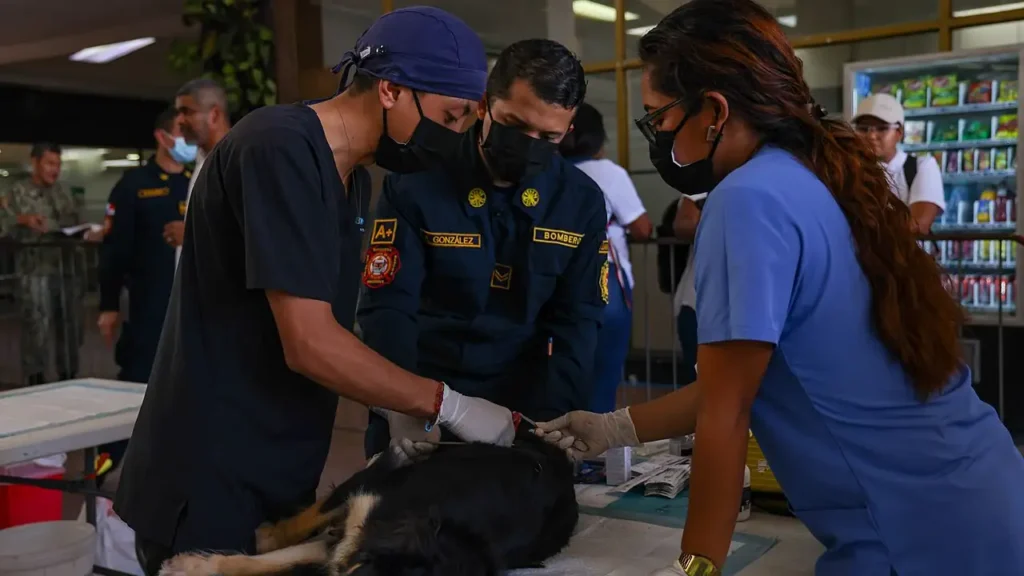 Pet Insurance That Pays Your Vet Directly: How Direct Pay Works