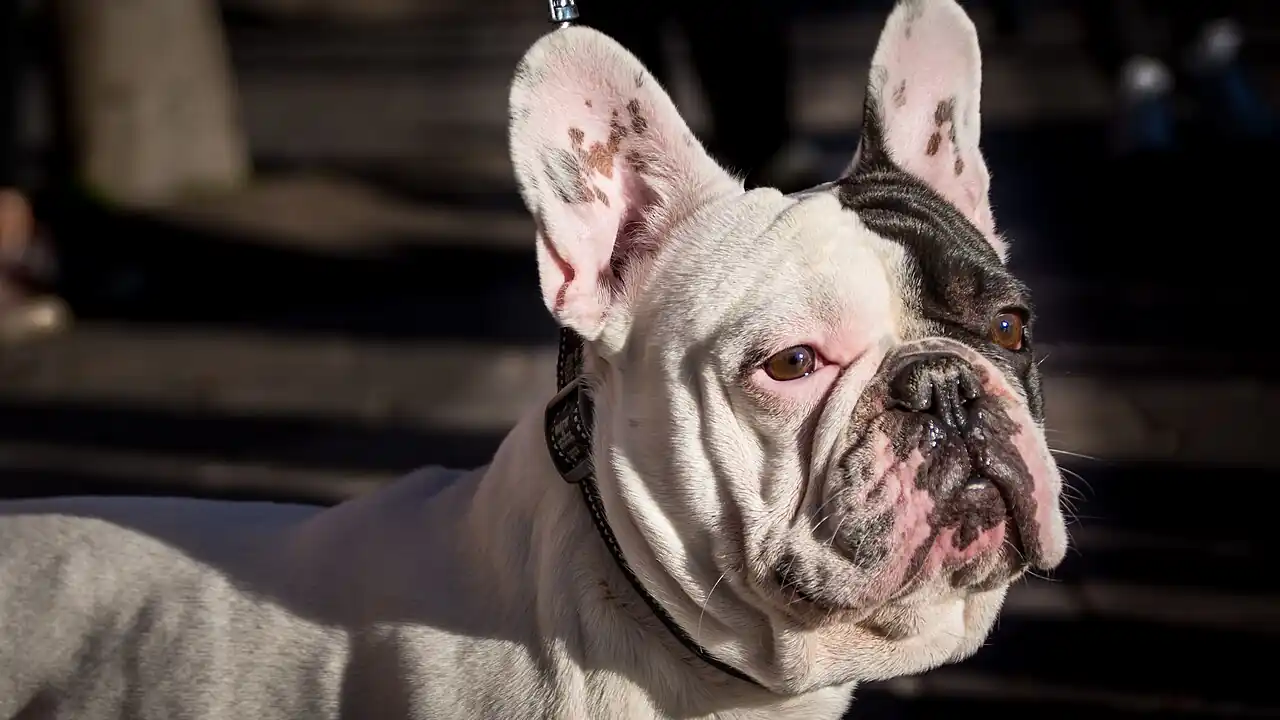 What Affects Your Pet Insurance Quote? Age, Breed, and Location Explained