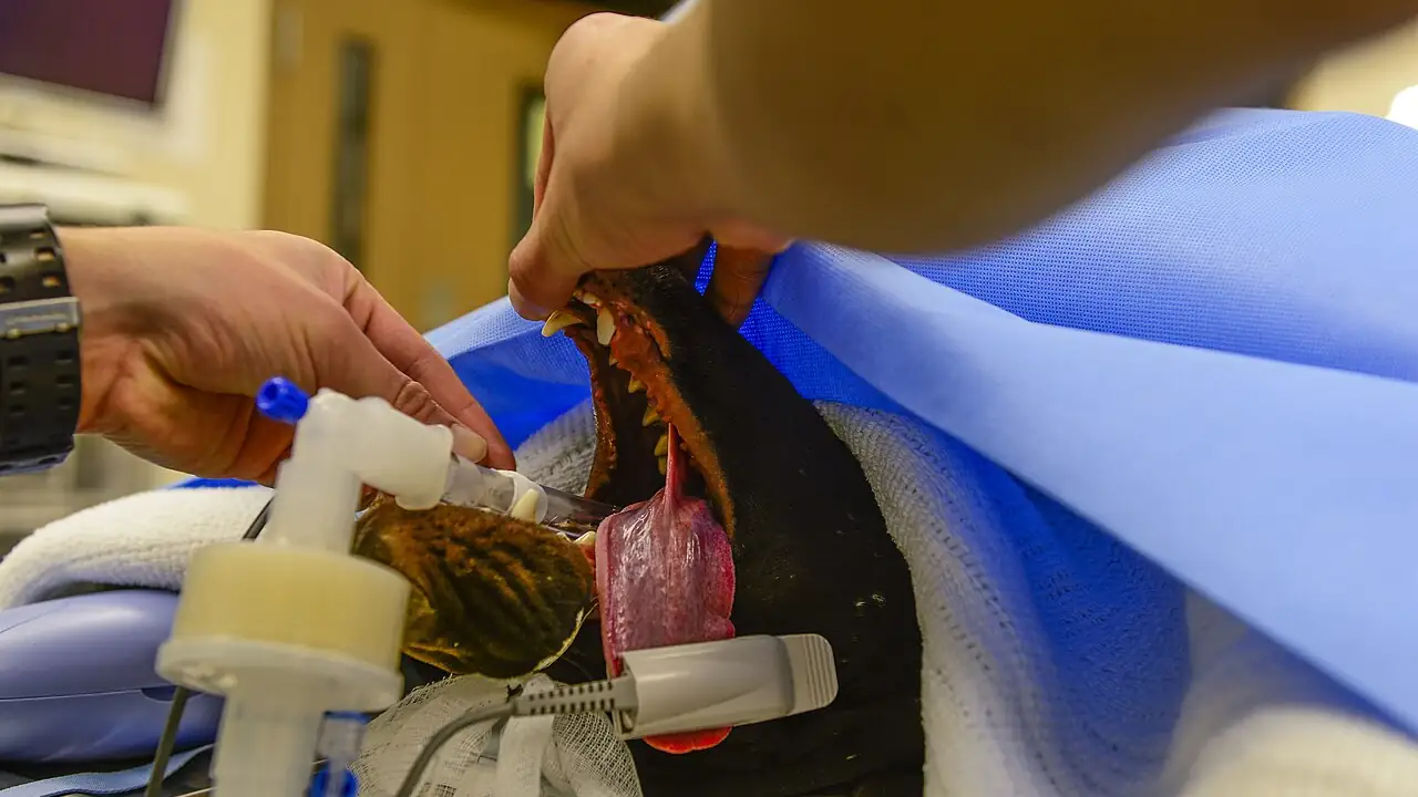 Why Is Pet Insurance So Expensive? 9 Factors Driving Your Premium