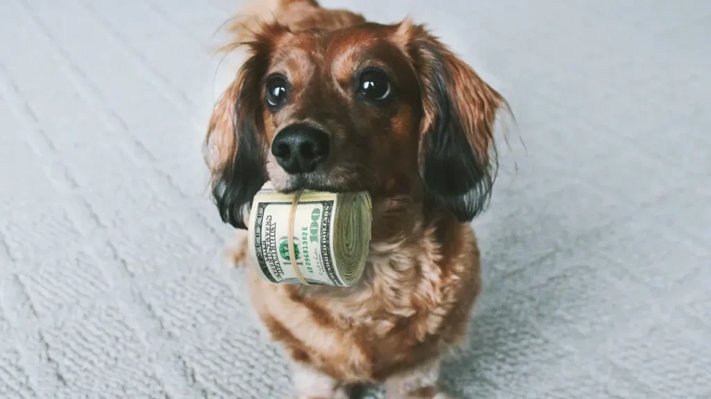 Dachshund holding dollar bills representing pet insurance costs