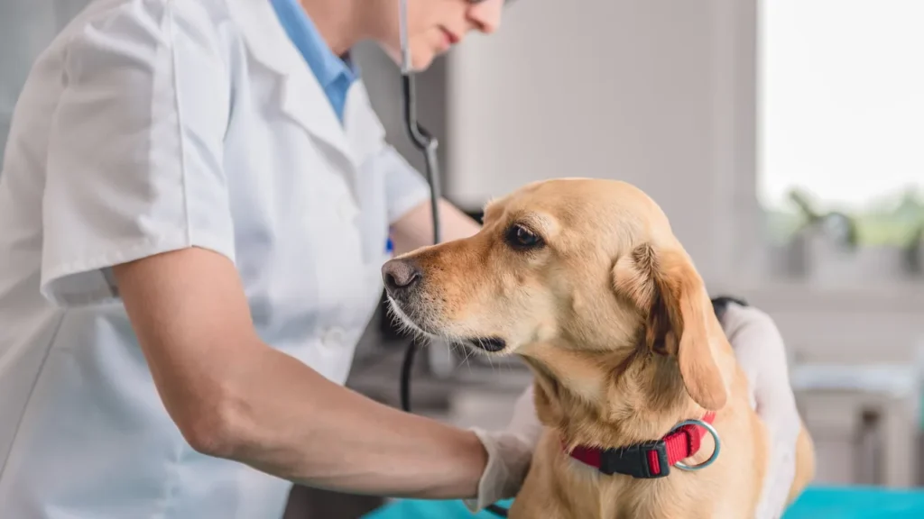 Dog with a magnifying glass debunking pet insurance myths