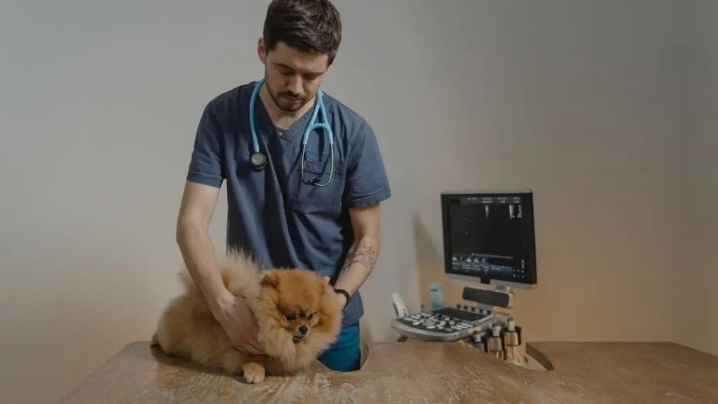 Veterinarian performing a wellness check on a dog